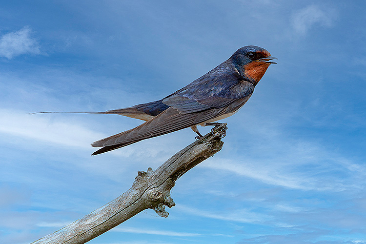 Northern House Martin: A contribution to biodiversity